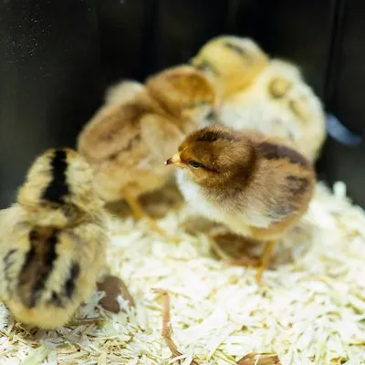 thumbnail for publication: Broiler Performance From Cull Eggs